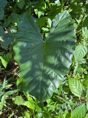 Alocasia macrorrhizos