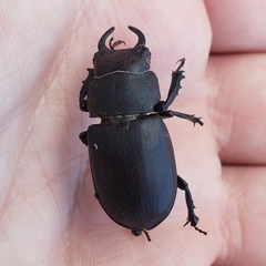 Lucanus mazama