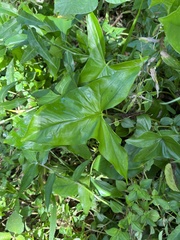 Syngonium podophyllum