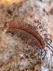 Parascutigera