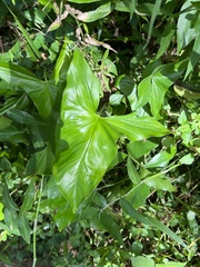 Syngonium podophyllum