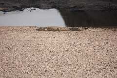Crocodylus niloticus