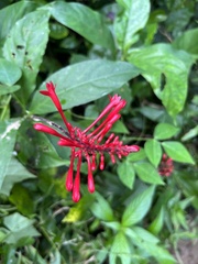 Odontonema cuspidatum