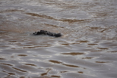 Crocodylus niloticus
