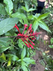 Odontonema cuspidatum