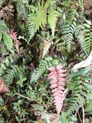 Blechnum occidentale