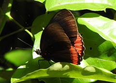 Biblis hyperia