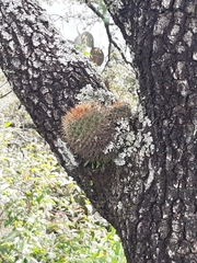 Mammillaria rhodantha