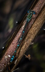 Austroagrion exclamationis