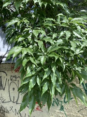 Handroanthus heptaphyllus