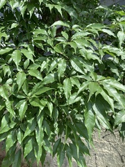 Handroanthus heptaphyllus