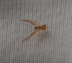 Sidymella trapezia