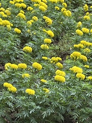 Tagetes erecta