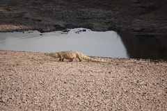 Crocodylus niloticus
