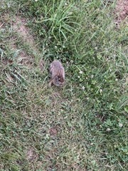 Leporidae