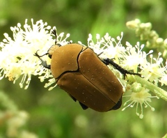 Hologymnetis cinerea
