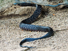 Drymarchon melanurus