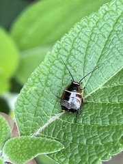 Ellipsidion australe
