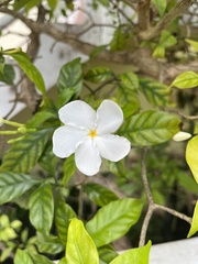 Tabernaemontana divaricata