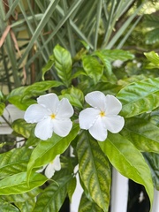 Tabernaemontana divaricata