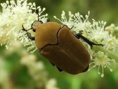 Hologymnetis cinerea