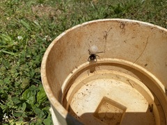Latrodectus mactans