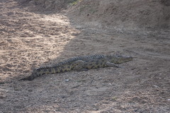 Crocodylus niloticus