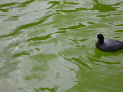 Fulica ardesiaca