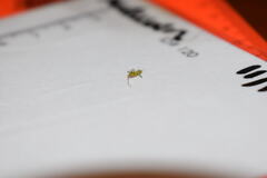 Trigonotylus caelestialium