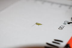 Trigonotylus caelestialium