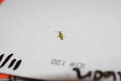 Trigonotylus caelestialium