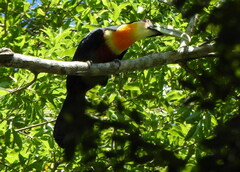 Ramphastos dicolorus