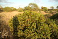 Melaleuca quadrifida