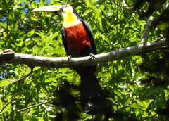 Ramphastos dicolorus