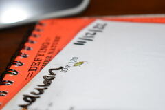 Trigonotylus caelestialium