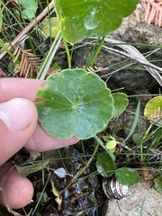 Hydrocotyle verticillata