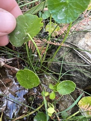 Hydrocotyle verticillata