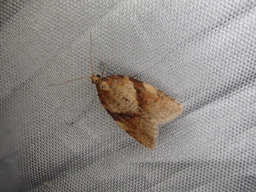 Clepsis chishimana