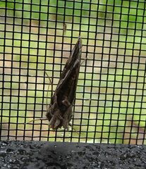 Chrysodeixis argentifera