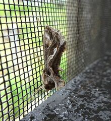 Chrysodeixis argentifera