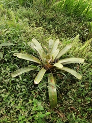 Tillandsia complanata
