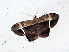 Hemeroblemma mexicana