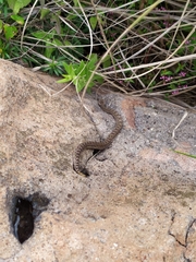 Crotalus aquilus