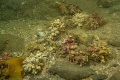 Lithothamnion crispatum