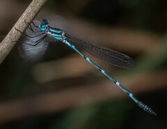Austrolestes minjerriba