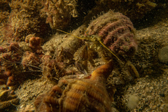 Pagurus novizealandiae