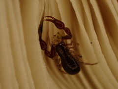 Neobisiidae