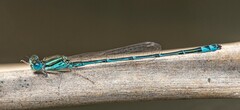 Austroagrion exclamationis