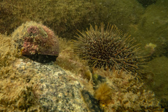 Evechinus chloroticus
