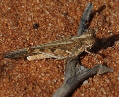 Pycnostictus seriatus